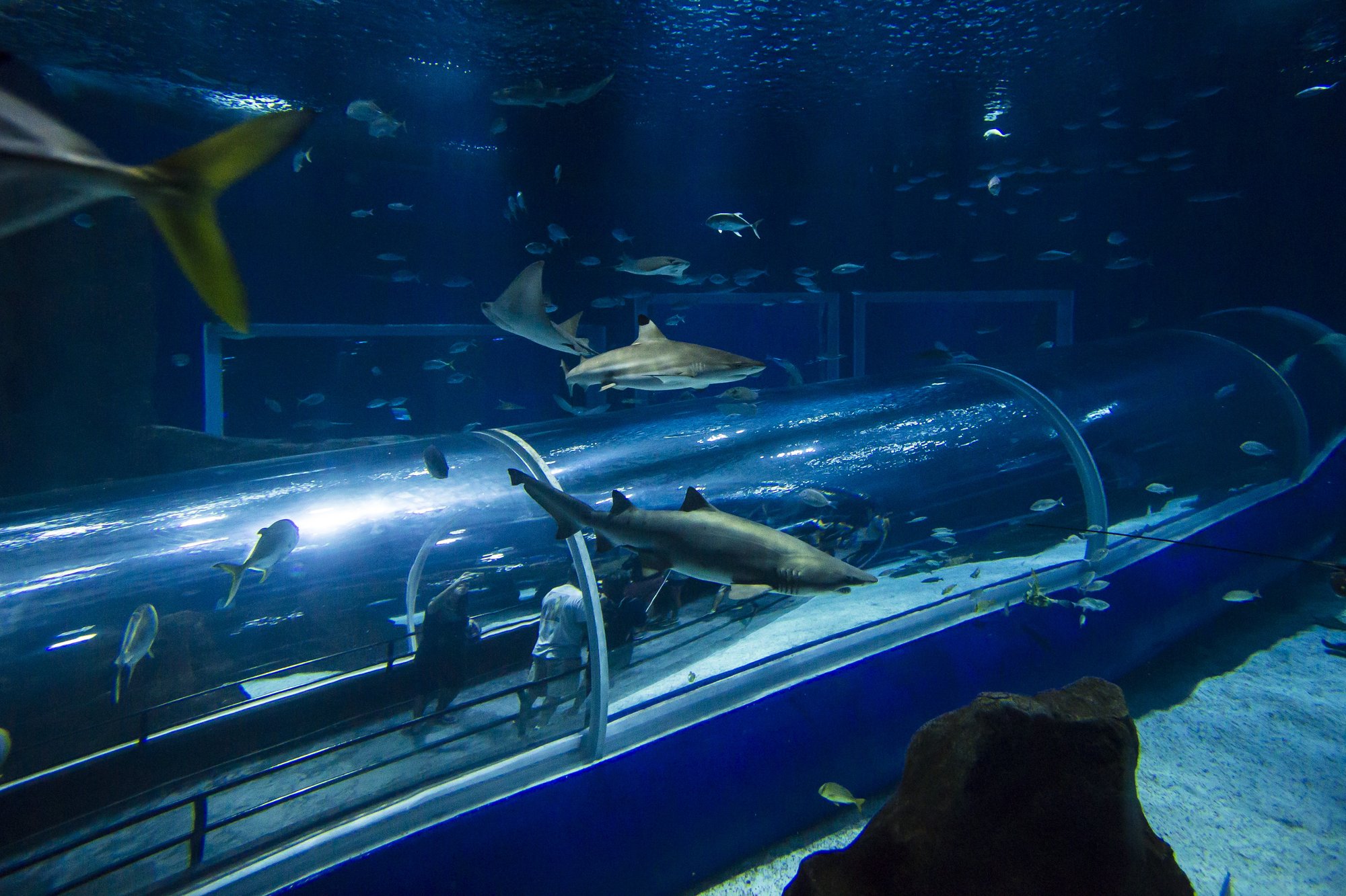Der Tunnel des AquaRio, des größten Meeresaquariums Südamerikas.